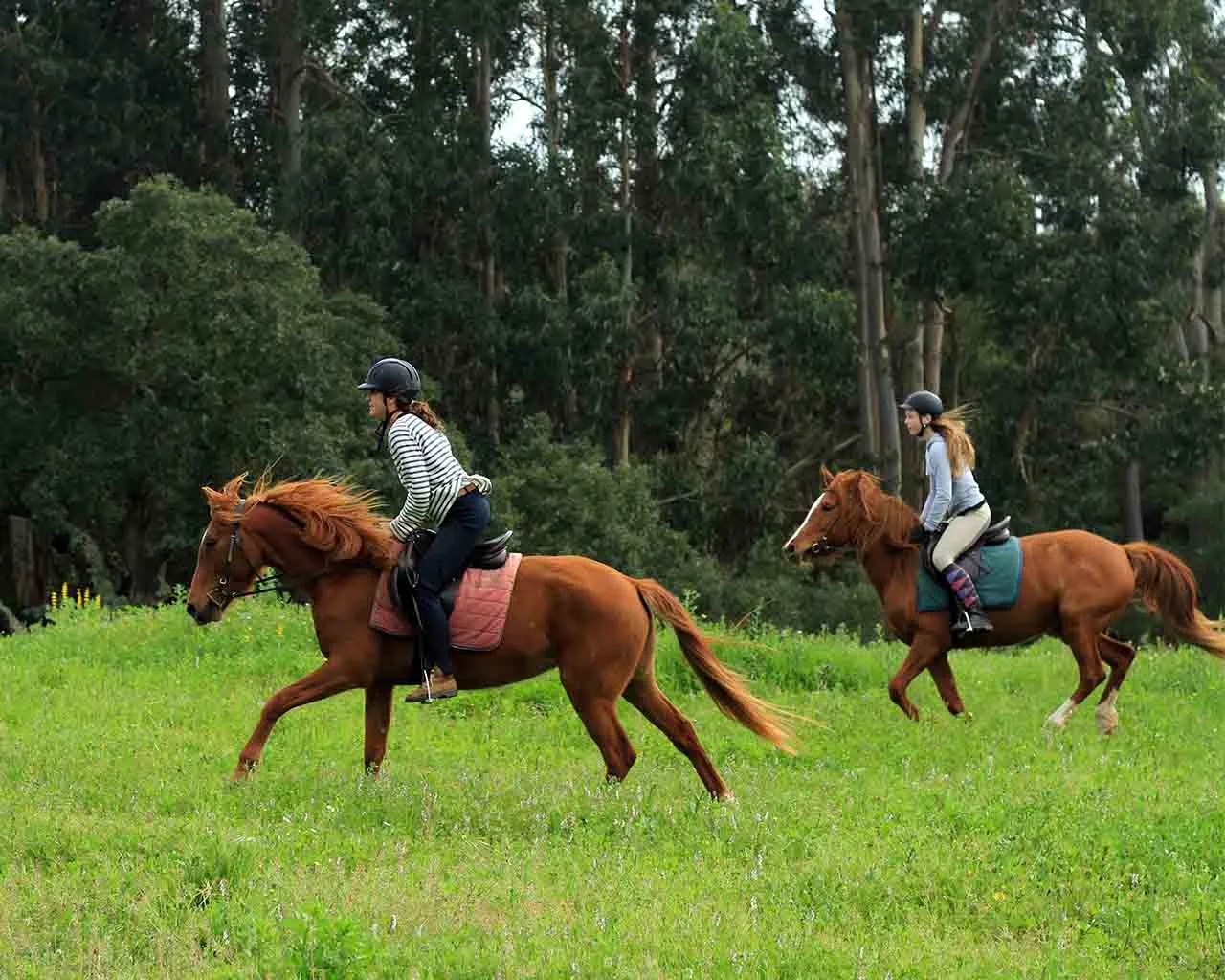 cavalo Natura Horses